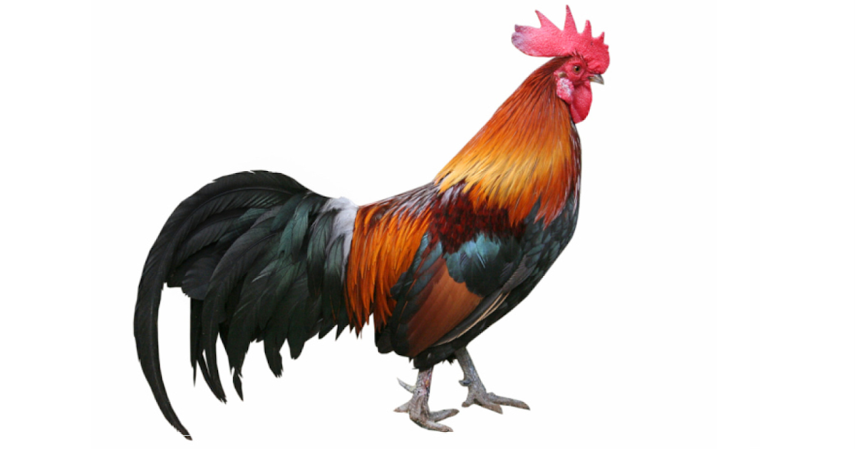 22 Fakta Menarik tentang  Ayam Sepenuhnya