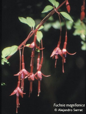 Aljaba Fuchsia magellanica