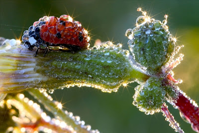 In the morning dew