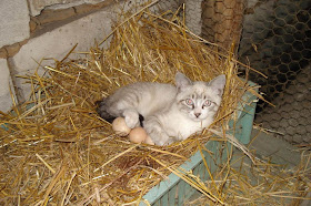 cat with eggs, funny cats, cat photos, cat pictures