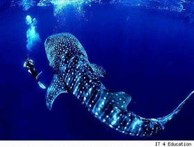 Kumpulan Foto Monster Laut Yang Pernah Tertangkap