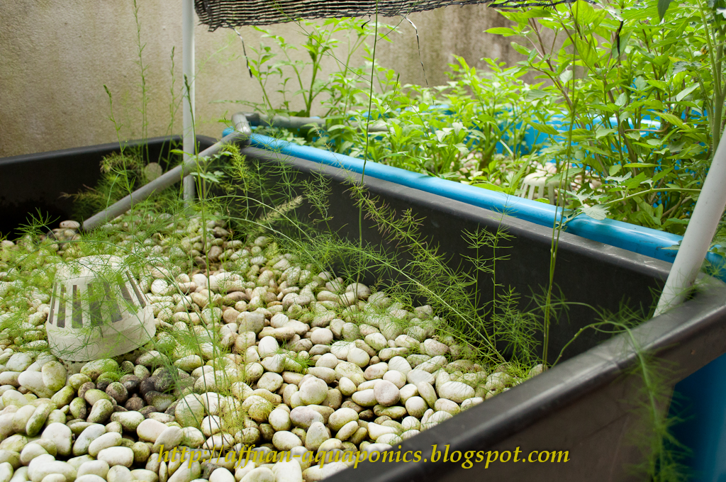 Affnan's Aquaponics: Asparagus - Update 23rd March 2011