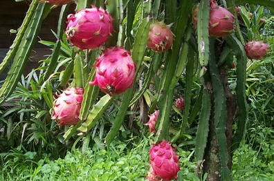  BUAH NAGA BAGI KESEHATAN ORGAN TUBUH