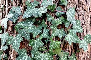 English Ivy is invasive