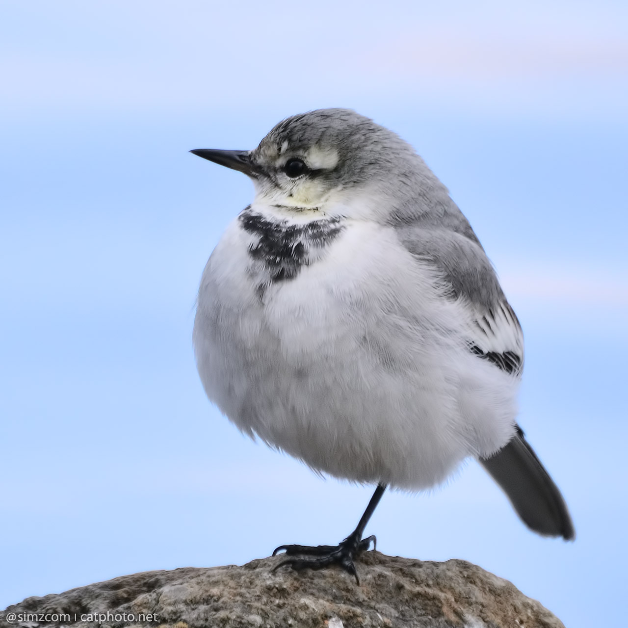 Catphoto Net まるセキレイ Rounded White Wagtail