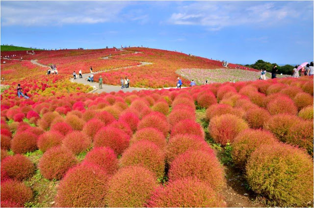 Uminonakamichi Seaside Park