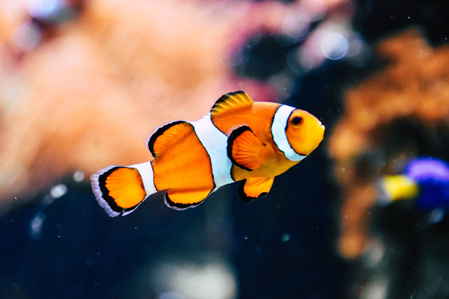 Clown fish:Photo by Rachel Hisko on Unsplash