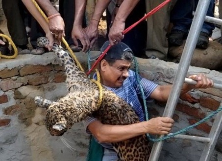 leopard-4