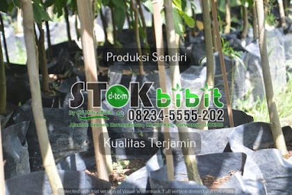 Beli BIBIT JERUK LEMON CALIFORNIA IMPORT dengan harga murah Rp      di Lapak pusat bibit unggul farisbilgisbilqis | Tag  bibit jeruk di malang bibit jeruk imlek