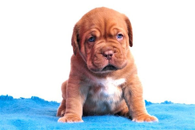 Dogue de Bordeaux Puppies Pictures