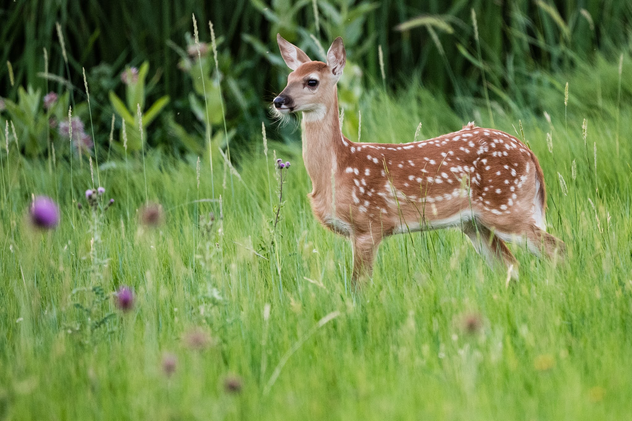 Baby Deer Fawn in Ohio