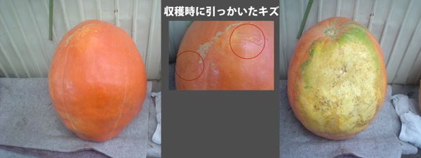 おばけかぼちゃ