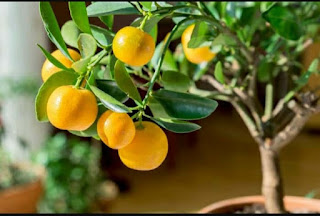 how to grow orange tree from seed