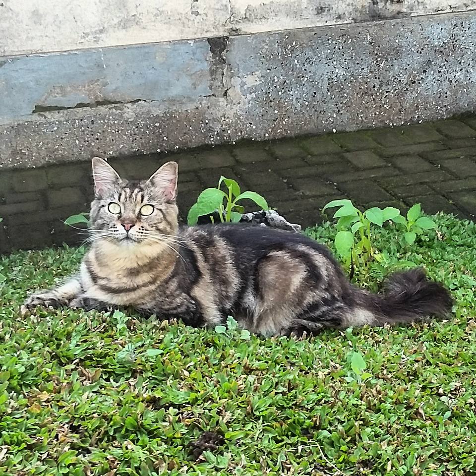 Cara Memelihara Kucing Maine Coon