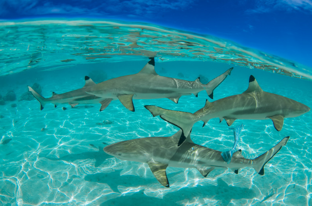 Best places in the world for shark sightseeing by GlobalGuide.info