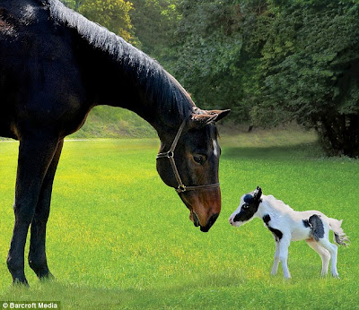 World's Smallest Pony