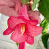 Lapageria rosea (Chilean bellflower)