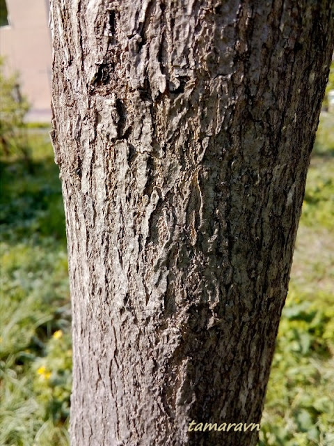 Клён маньчжурский (Acer mandshuricum)