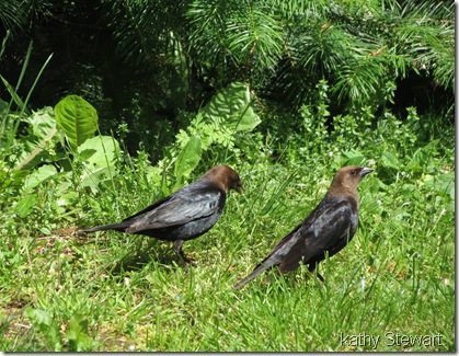 Brown headed Cowbirds