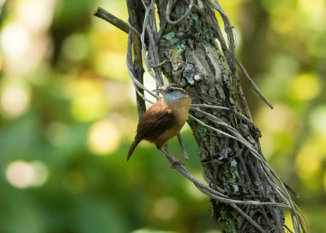 Carolina Wren - Mead Botanical Garden, Florida