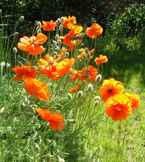 Poppies in flower