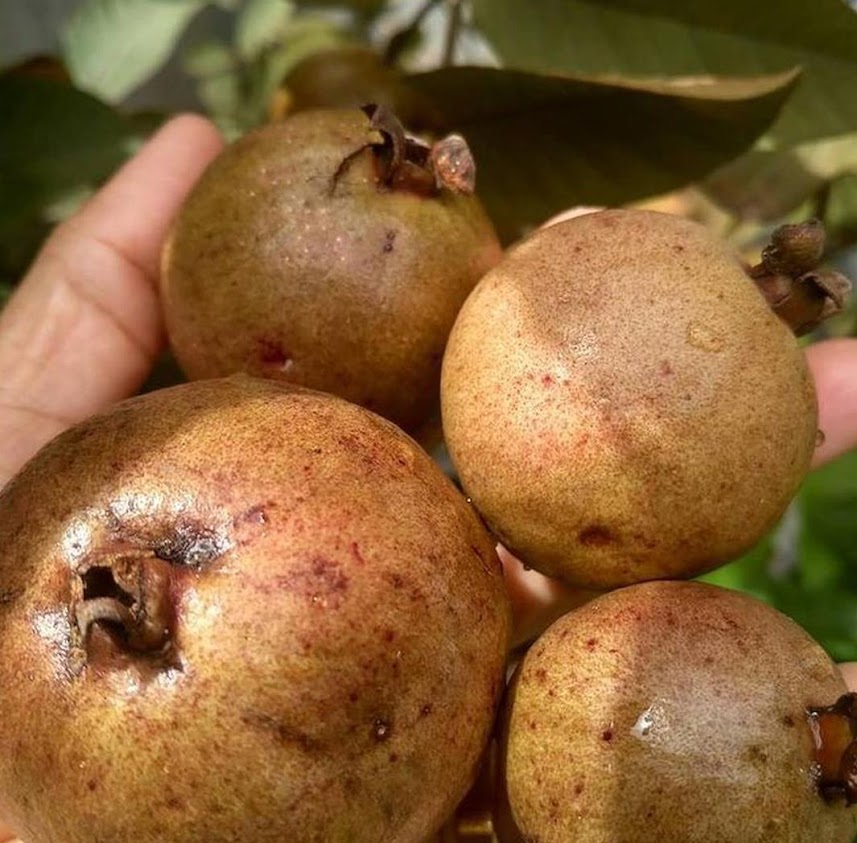tanaman buah jambu biji australia bibit merah bisa Kotamobagu
