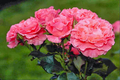 beautiful_pink_rose_image