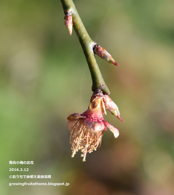 南高小梅の花がら