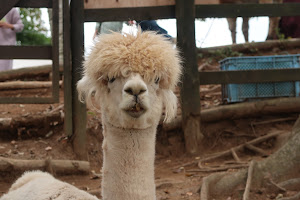 Yatsugatake Alpaca Farm