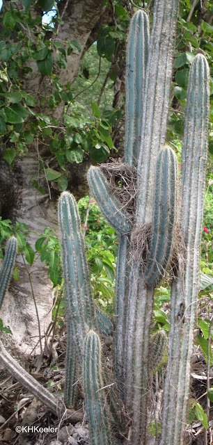 cactus with bird nest