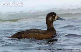 Greater Scaup