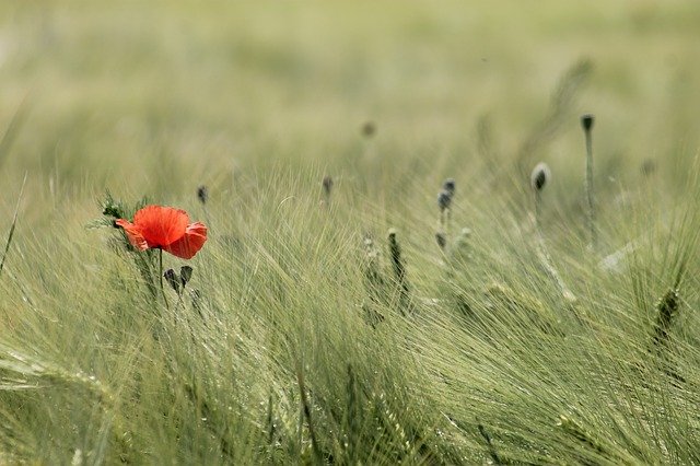 Flower in meadow