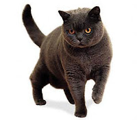 Ras-kucing-Britishshorthair1