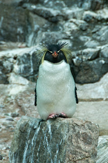 Rock hopper penguin