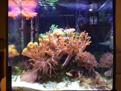 29 Gallon Nano Reef