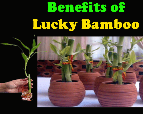 What is lucky bamboo, Real name of indoor plant lucky bamboo, Facts related to lucky bamboo?, remedial vastu