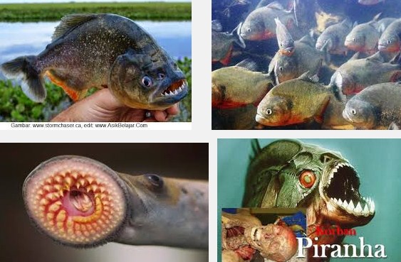 Gambar Ikan  Piranha  Memakan Manusia Gambar Ikan  HD