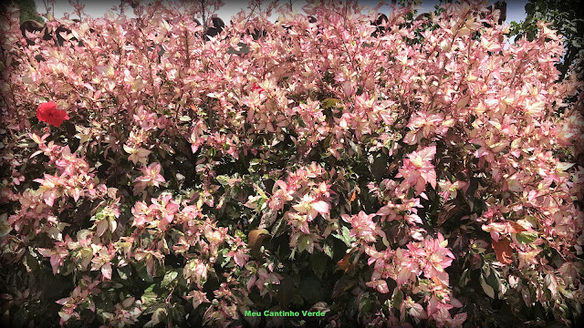Qual o preço do Hibiscus rosa-sinensis ‘Cooperi Rose Flake’’