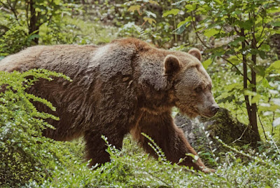 Alaska’s Big Five 그리즐리 베어