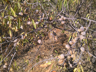 almendro marcona