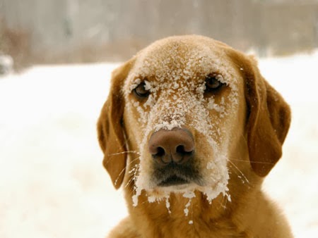 ... dog cold, Polar Vortex, Cold Weather Tips, for pets, Cold Weather Dog