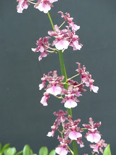 Oncidium Sharry Baby 'Sweet Fragrance'