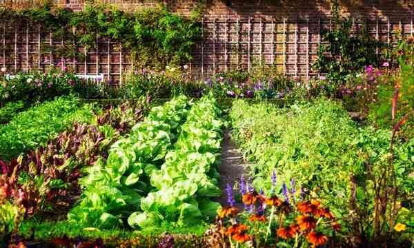 Mistakes to Avoid in Vegetable Gardening