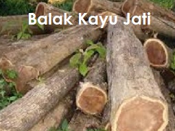 Anim Agro Technology POKOK KAYU JATI  PART 3 