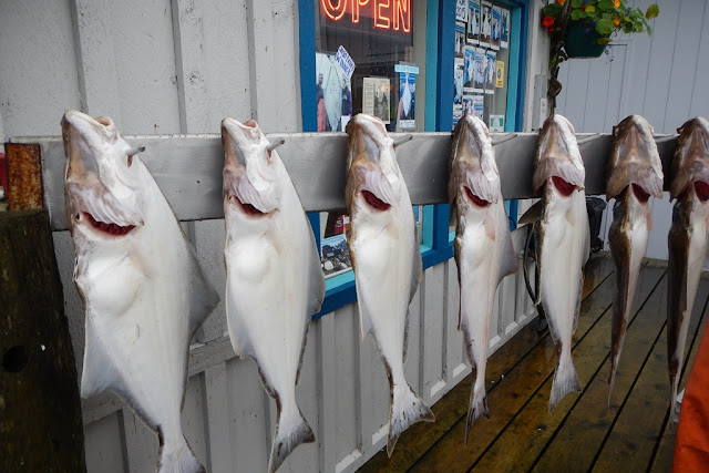 Homer Spit halibut