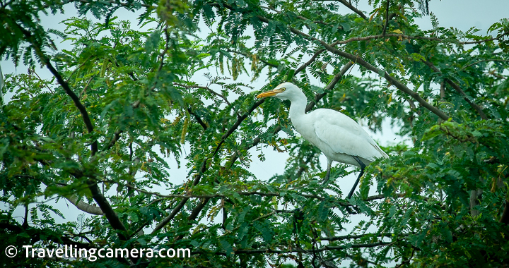 Egrets can be found in Pulicat Lake. Egrets are a type of heron that are known for their long, slender legs and necks, and their white or gray feathers. The lake is home to several species of egrets, including the little egret (Egretta garzetta), the intermediate egret (Ardea intermedia), the great egret (Ardea alba), and the cattle egret (Bubulcus ibis).