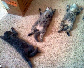 Funny cats - part 85 (40 pics + 10 gifs), kittens sleeping