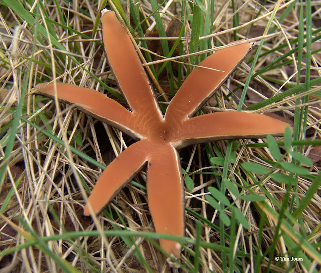 Texas Star Fungus