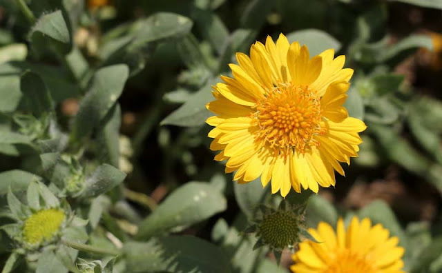 Gaillardia Grandiflora Mesa Yellow Flowers