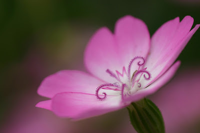 flower photography tips